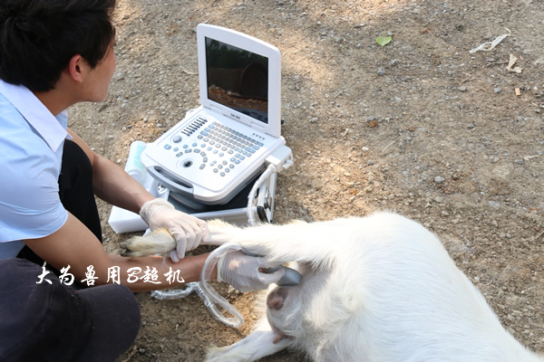 獸用B超機(jī),獸用b超,獸用孕檢B超,羊B超