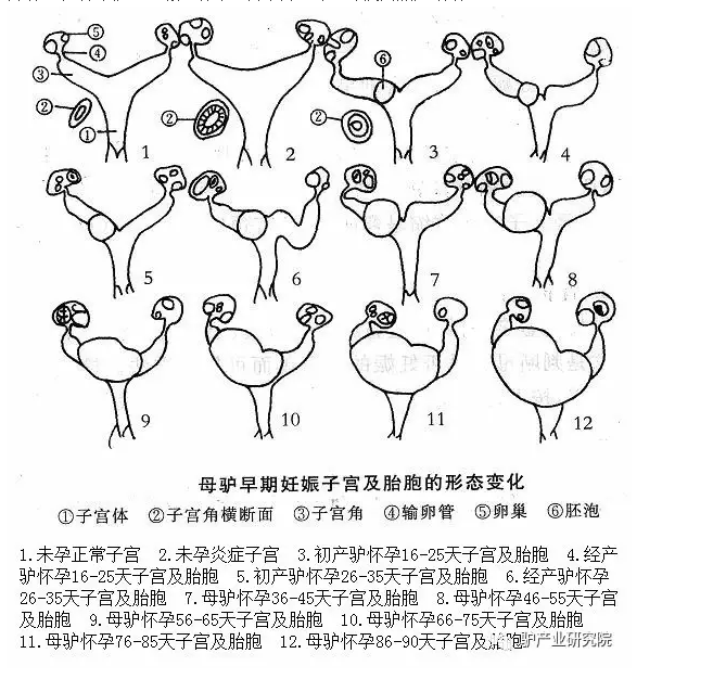 獸用B超機(jī),獸用b超,獸用孕檢B超,母驢早期妊娠子宮及胎胞的形態(tài)變化圖