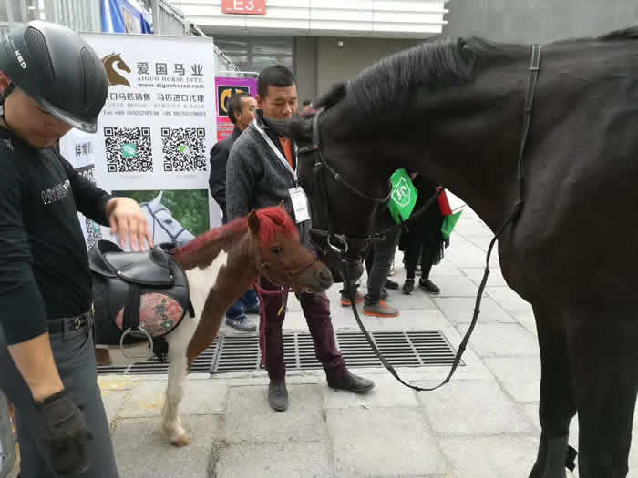 大為獸用超聲展會(huì),B超展會(huì)，北京國(guó)際展覽中心舉行的第十一屆中國(guó)國(guó)際馬業(yè)馬術(shù)展覽會(huì)